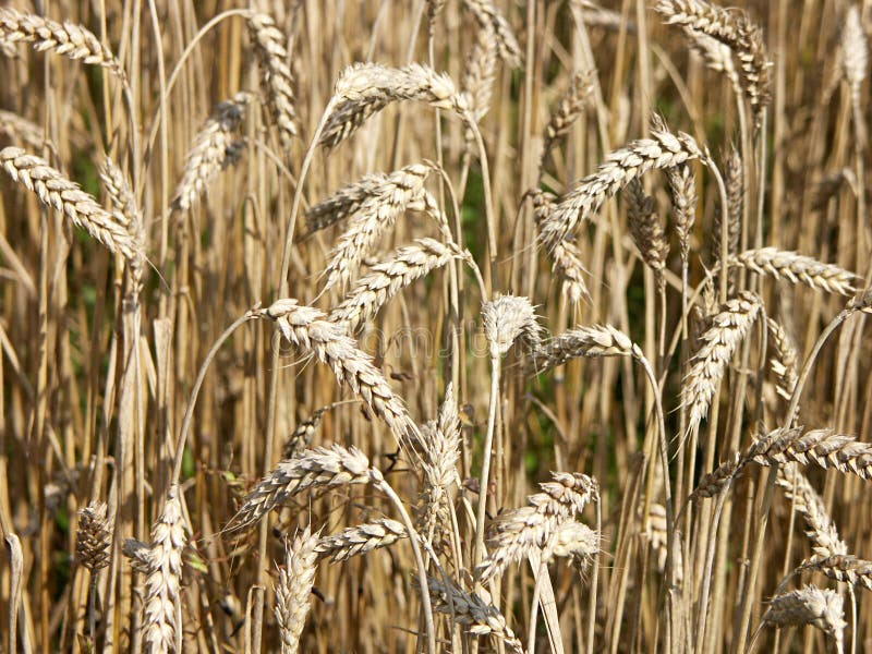 Harvest time