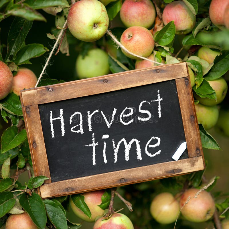 62,049 Harvest Time Stock Photos Free & RoyaltyFree Stock Photos