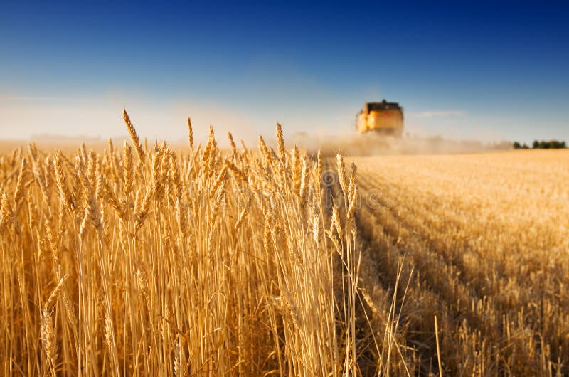 Una mietitrebbia di lavoro in un campo di grano, (focus sulla prima fila di grano)