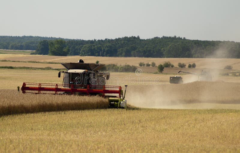 Harvest time