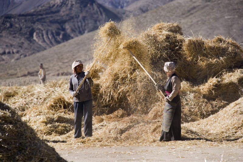 Harvest Time - Tibet royalty free stock photography Harvest Time - Tibet royalty free stock photography