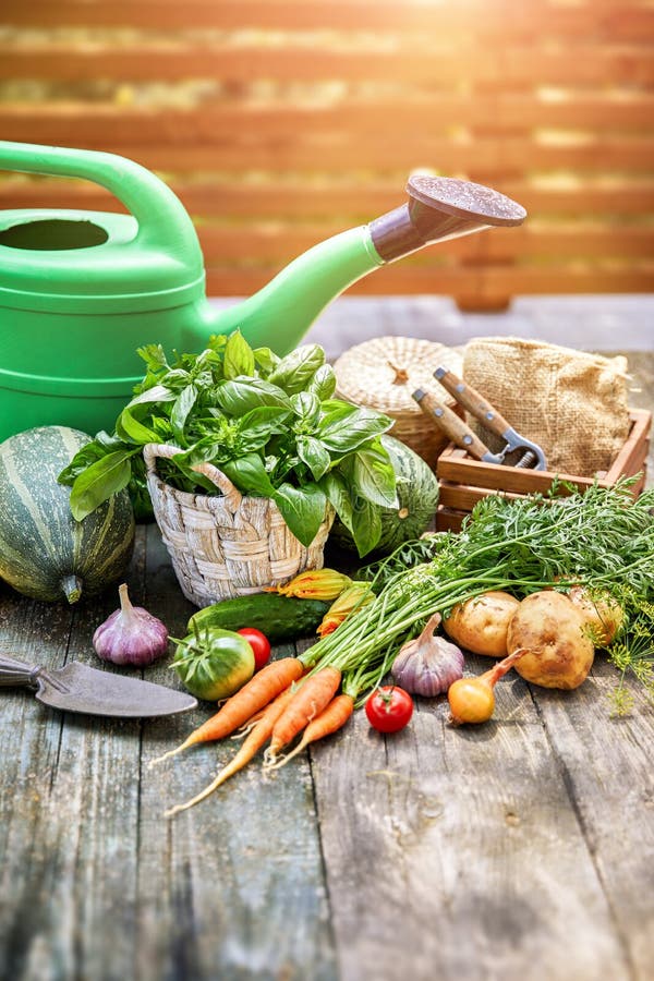 Harvest vegetables with herbs and spices stock images Harvest vegetables with herbs and spices stock images