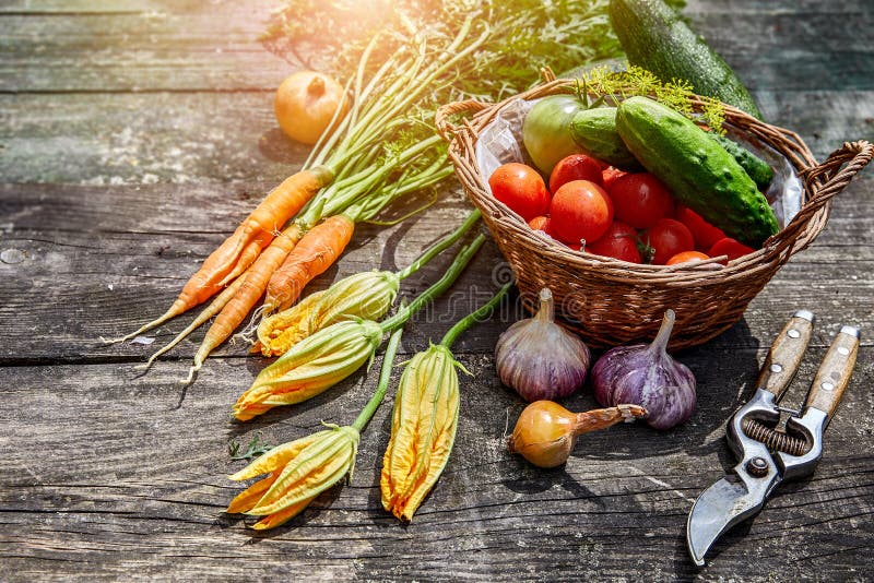 Harvest vegetables with herbs and spices stock photo Harvest vegetables with herbs and spices stock photo