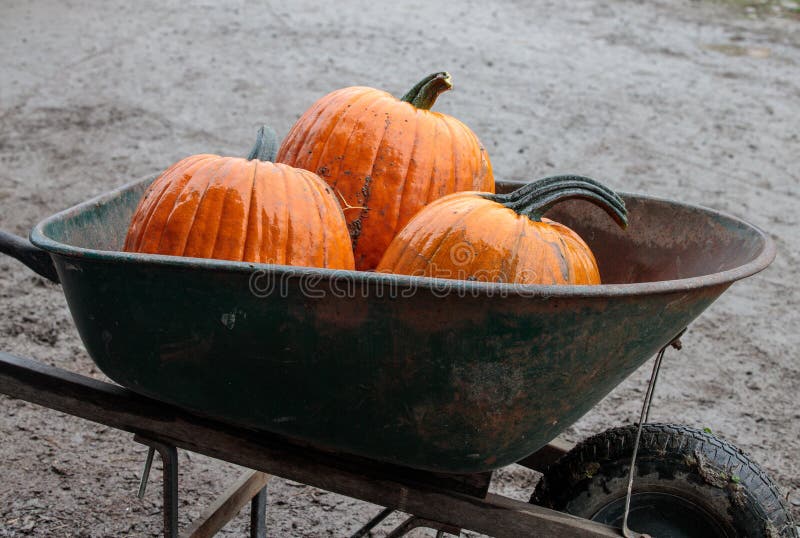 Harvest Wagon Filled With Pumpkins At A Pumpkin Patch In Fall Autumn