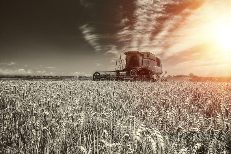 Harvest wheat royalty free stock images Harvest wheat royalty free stock images
