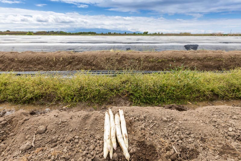 Harvest White Asparagus from the Field Stock Photo Image of food