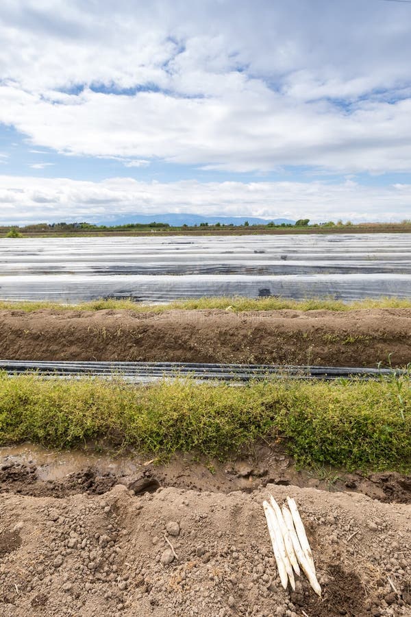 Harvest White Asparagus from the Field Stock Image Image of harvest