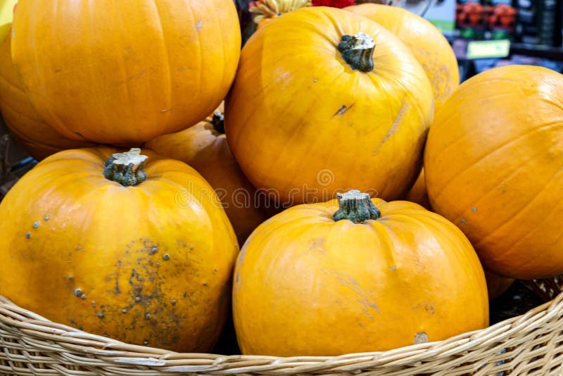 Two Yellow Gourds stock photo. Image of ornamental, autumn 8033944