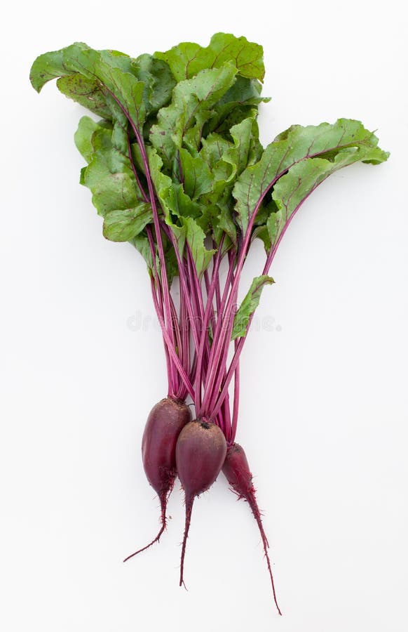 Young Beetroot with Leaves on White Background Stock Photo Image of
