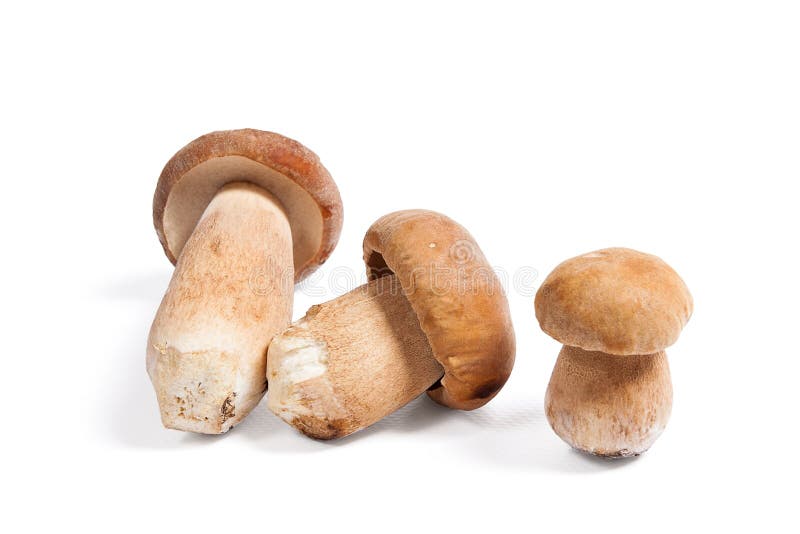 Sklizené na podzim úžasné jedlé houby boletus edulis král bolete známý jako porcini houby izolované na bílém pozadí.
