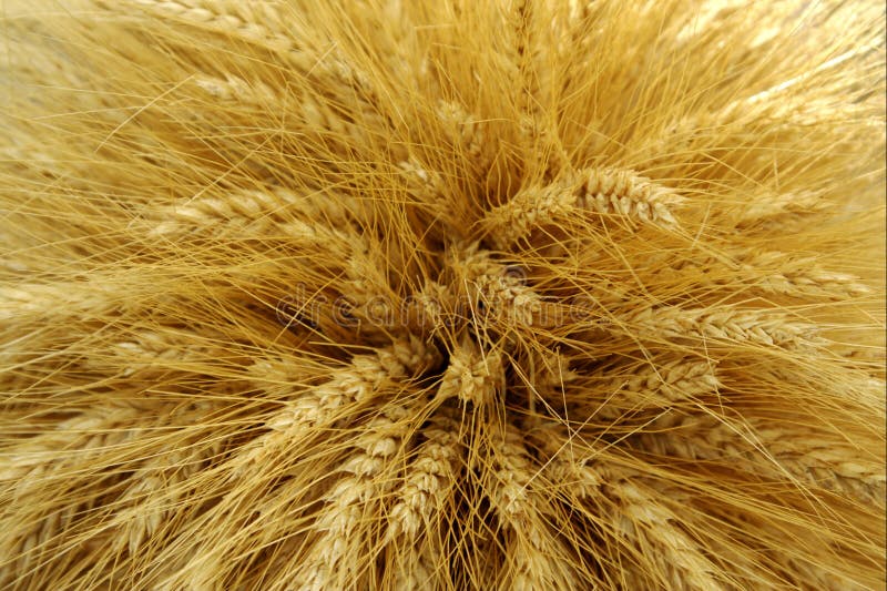 Harvested barley stock image Harvested barley stock image
