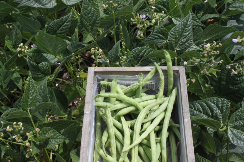 Harvested Beans and Savory in a Basket Stock Image Image of garden