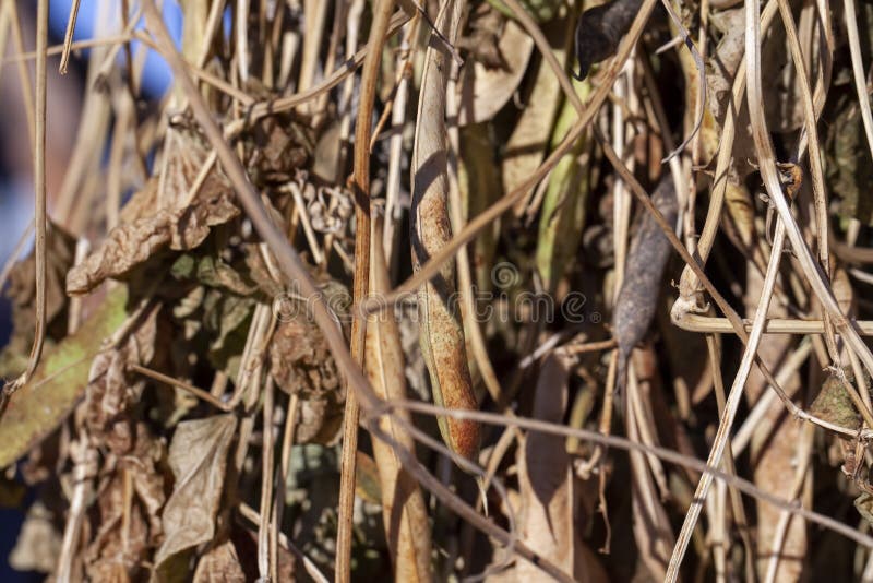 Harvested Beans while Drying Plants Outdoors Stock Photo Image of