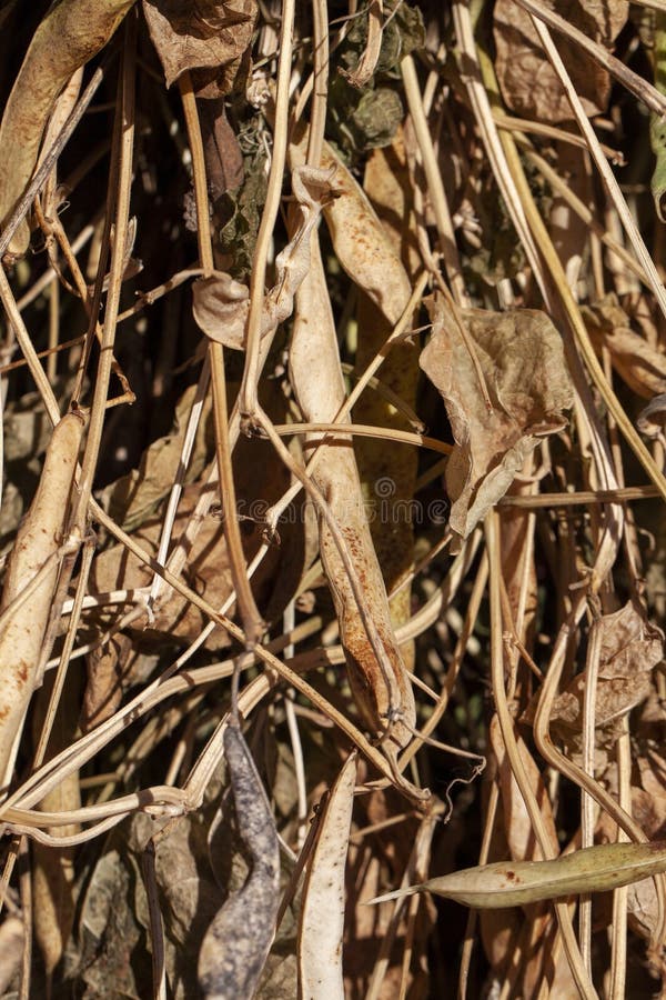 Harvested Beans while Drying Plants Outdoors Stock Image Image of