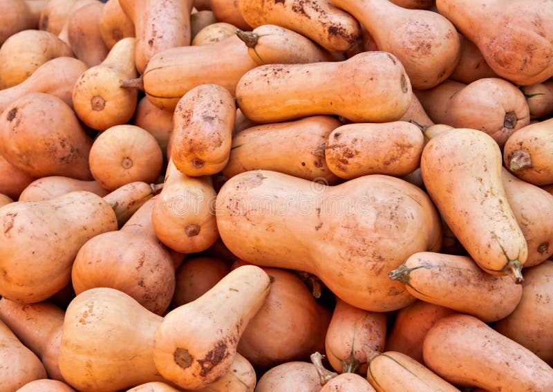 Harvested butternut stock image. Image of cucurbitaceae 167007231