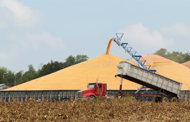 Download Harvested Corn stock image. Image of grain, agriculture - 16190259