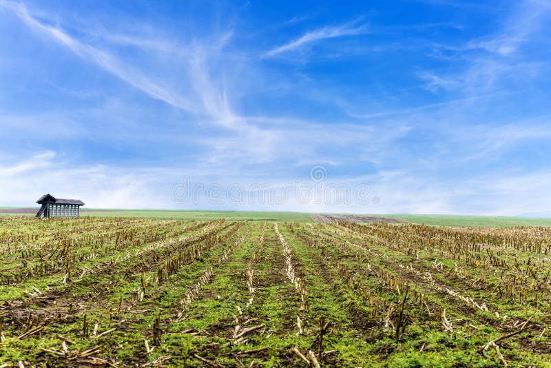 corn fields harvest