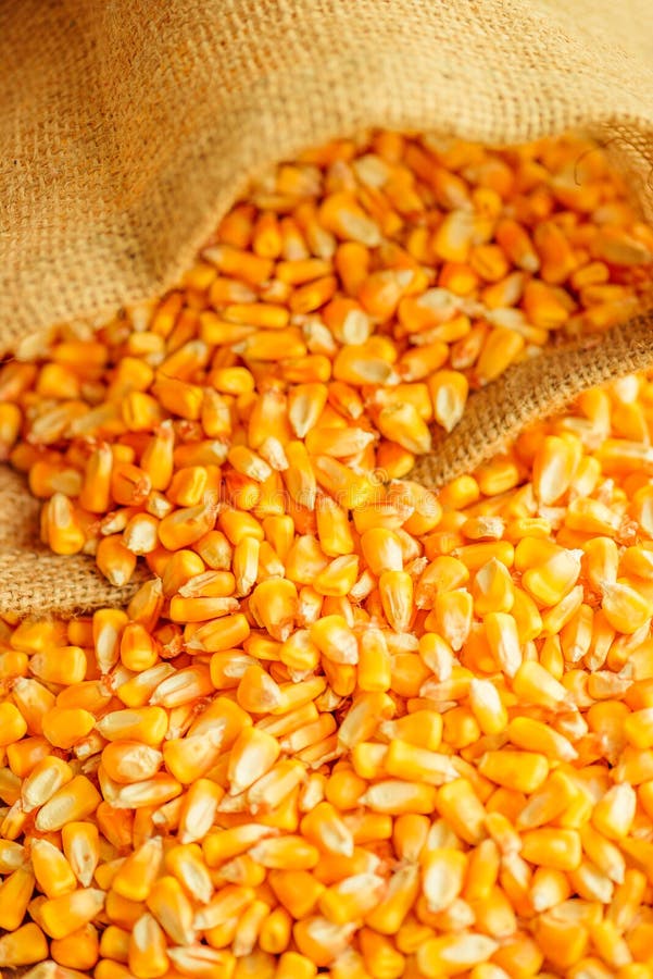 Harvested Corn Kernels in Burlap Sack Stock Image Image of