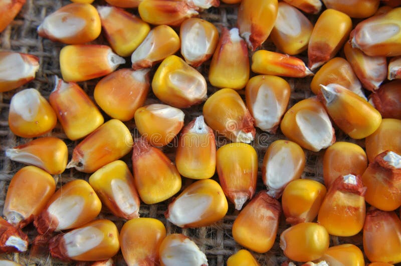 Dry corn grain close up stock image. Image of kernel 166425349