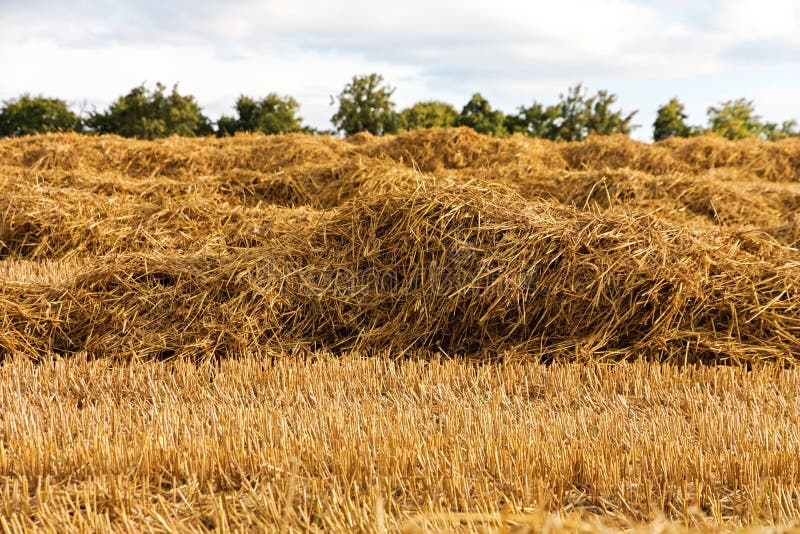 Harvested field stock photo. Image of spring, cultivated 43608224