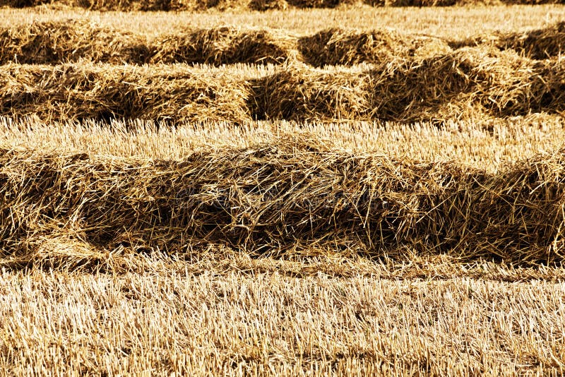 Harvested field stock image. Image of close, beautiful 43608561