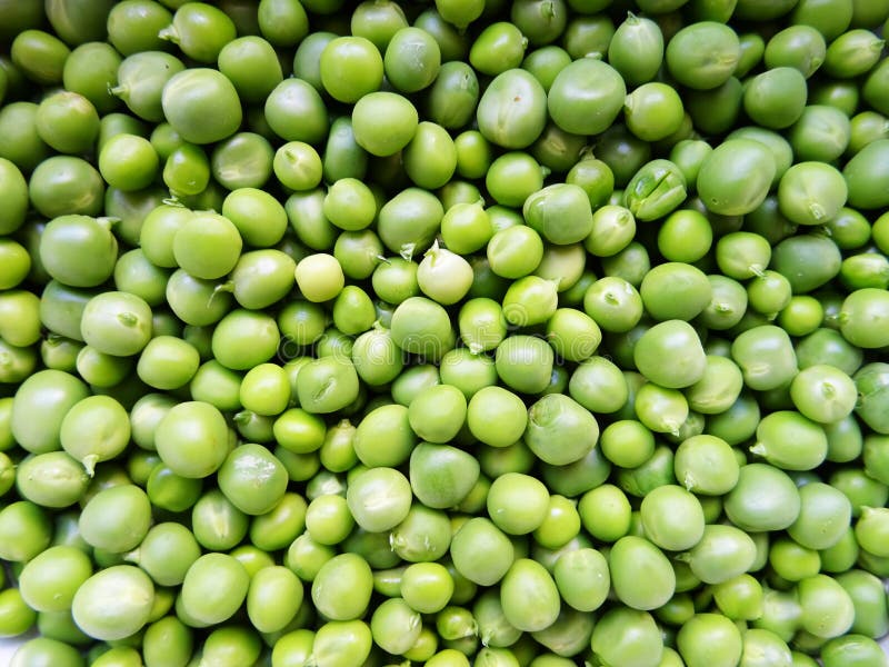 Harvested Fresh Green Peas for Cooking Stock Image Image of legume
