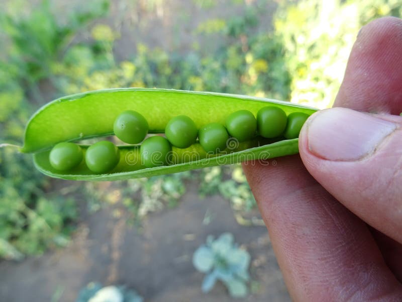Harvested Fresh Green Peas for Cooking Stock Photo Image of fresh