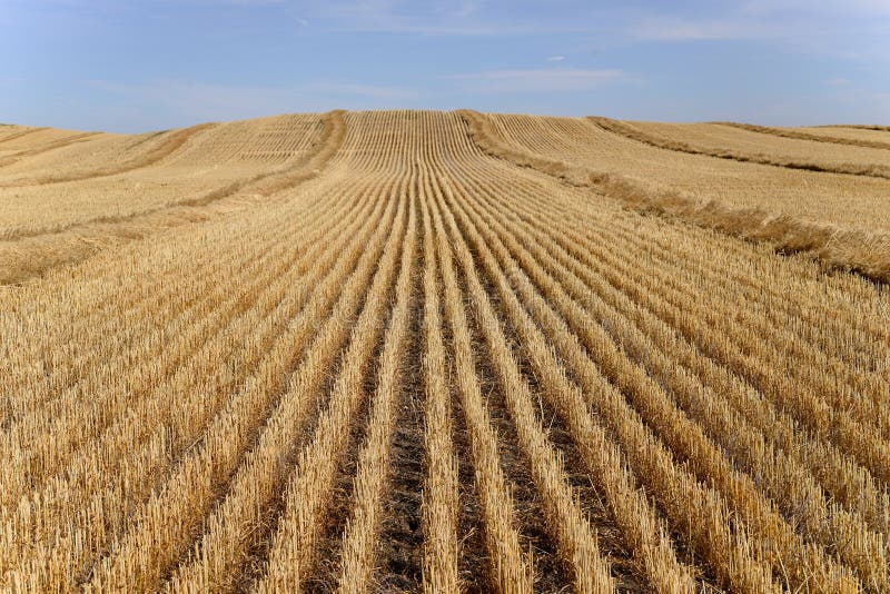 Harvested Grain Field