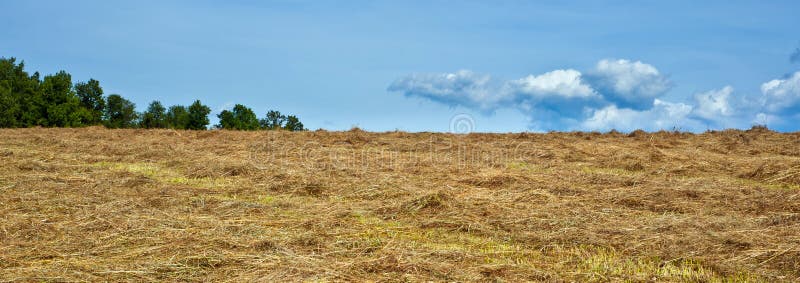 Harvested Hay Field with Competing Clouds and Trees Stock Image Image