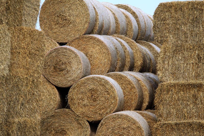 Stacked bales and rolls of hay near a farm at Knävången. Knävången is part of the Falsterbo peninsula in the most southern province of Sweden, Scania. Stacked bales and rolls of hay near a farm at Knävången. Knävången is part of the Falsterbo peninsula in the most southern province of Sweden, Scania.