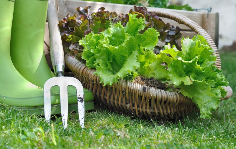 Harvested lettuce