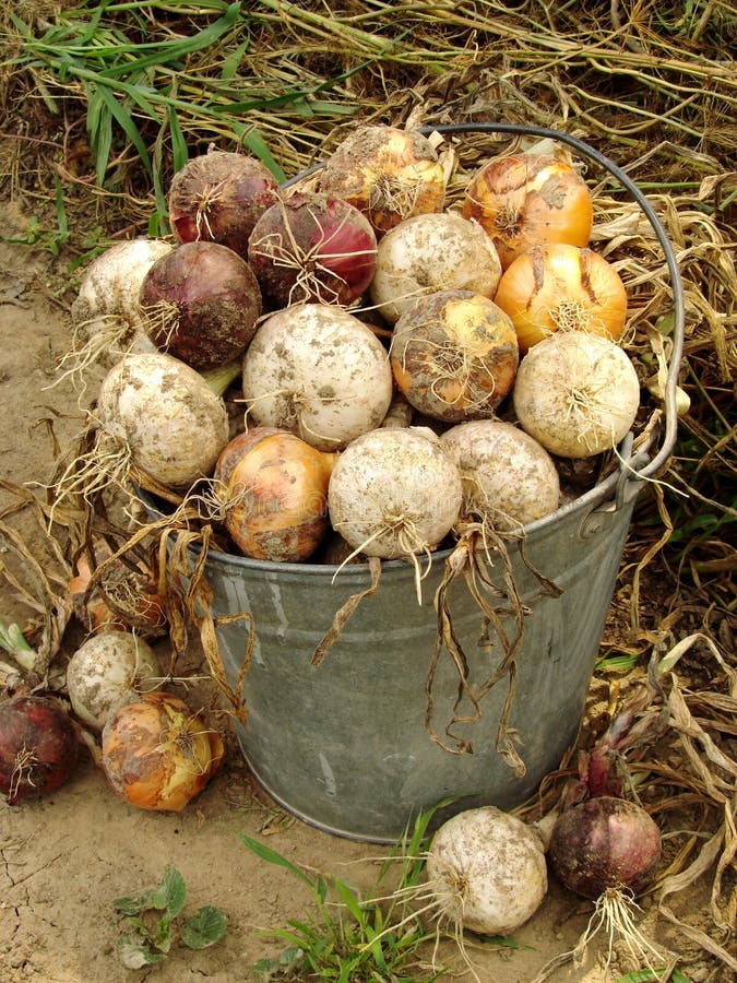 Harvested onions stock photo. Image of crop, botanical 26353378
