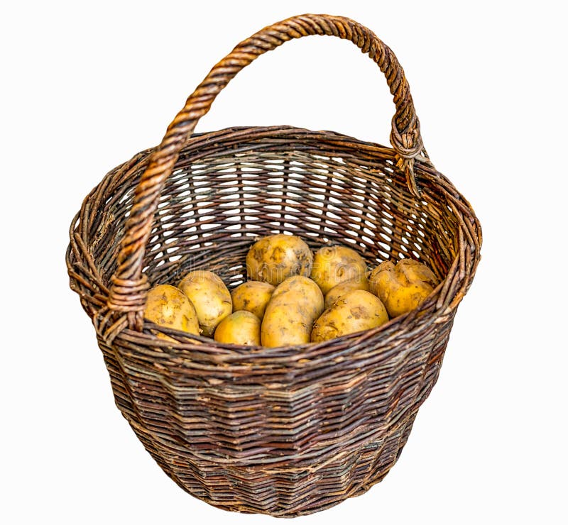 Harvested Potatoes in an Old Wicker Basket Stock Image Image of