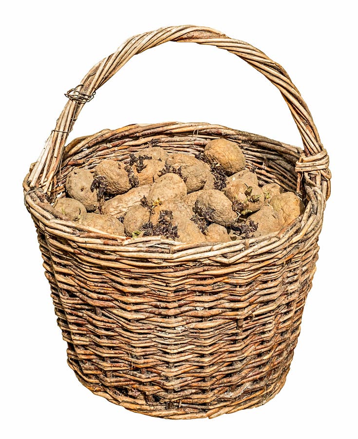 Harvested Potatoes in an Old Wicker Basket Stock Image Image of