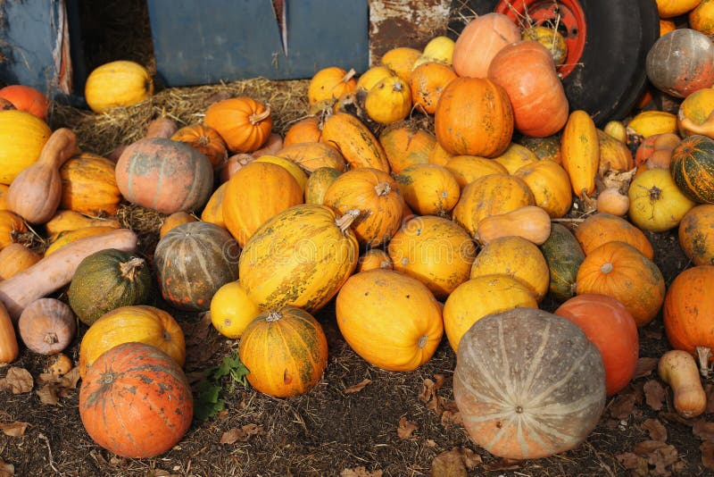 Harvested pumpkins lie on the ground. Rich harvest for halloween royalty free stock image Harvested pumpkins lie on the ground. Rich harvest for halloween royalty free stock image