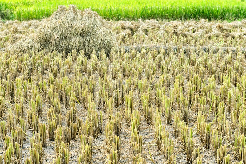 Harvested rice field stock photo. Image of health, green 73623188