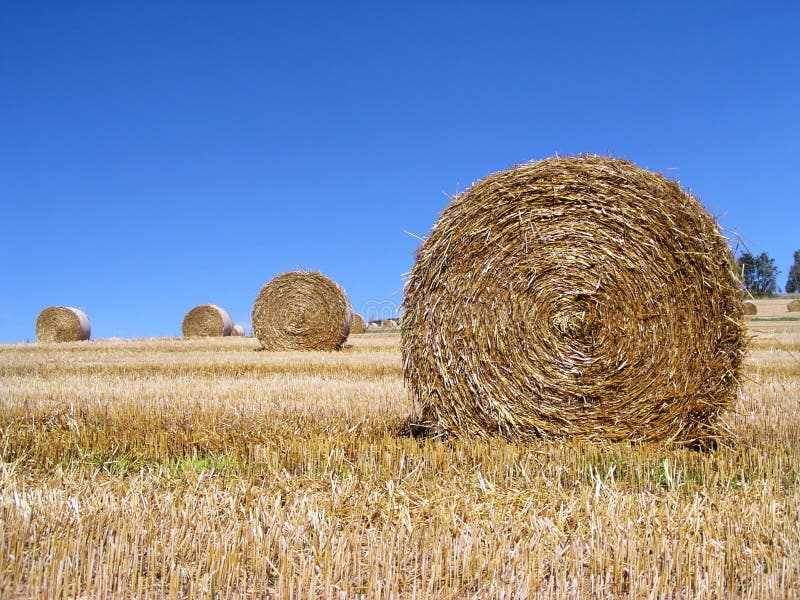 Harvested Rolls of Straw