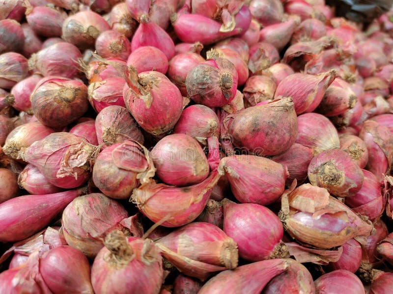 175 Harvested Shallots Stock Photos - Free & Royalty-Free Stock Photos from  Dreamstime