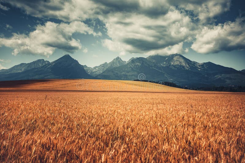 Harvested Wheat Field Under West Tatras, Slovakia