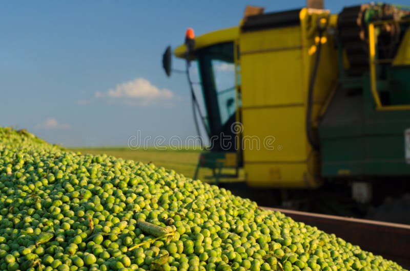 Harvester Combine and Green Peas in the Tractor Trailer Stock Image