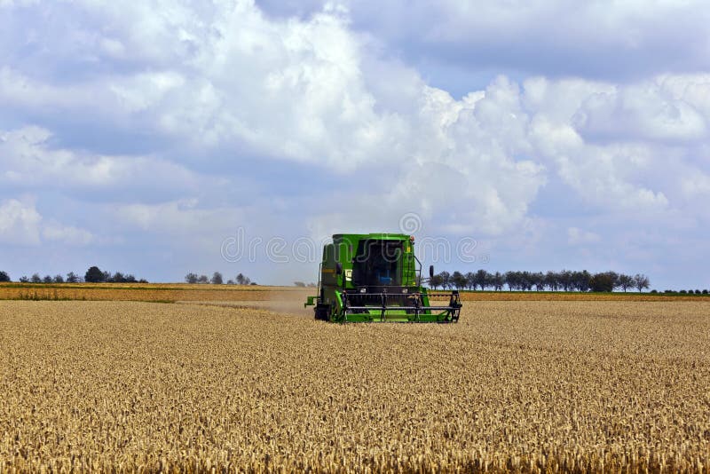 Harvester in corn fields