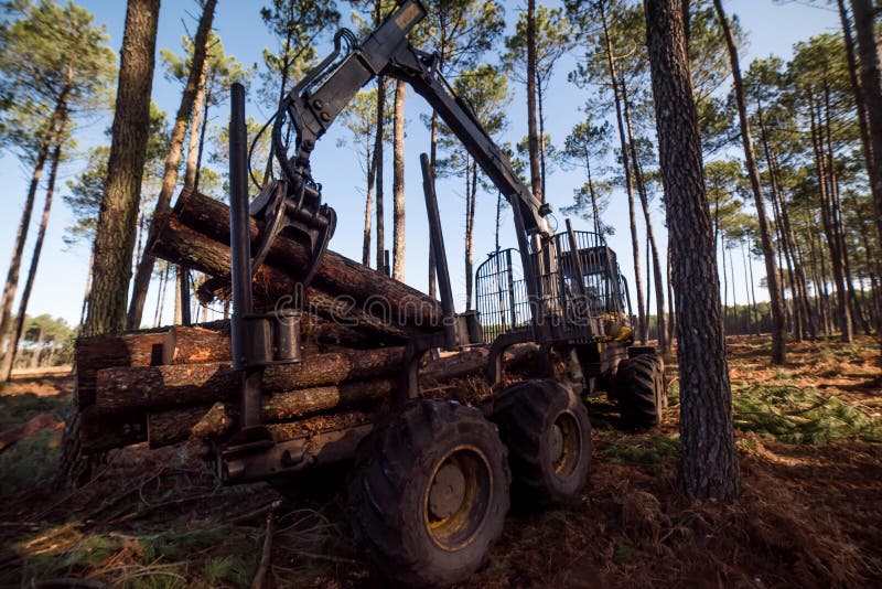 Forwarder for Logging, Picking Up Pine Logs for Storage Stock Photo