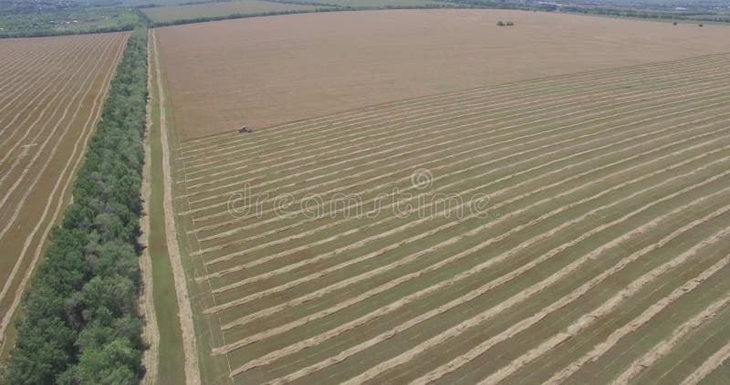 Harvester removes wheat field view from a height