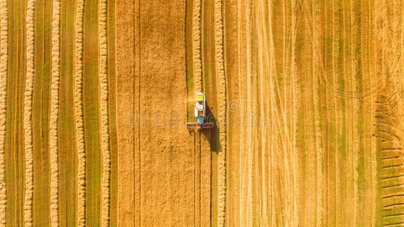 Harvester working in field and mows wheat. Ukraine. Aerial view.