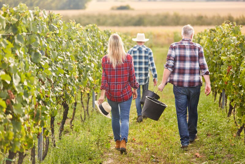 Harvesters on Winery in Harvesting Stock Image Image of vineyards