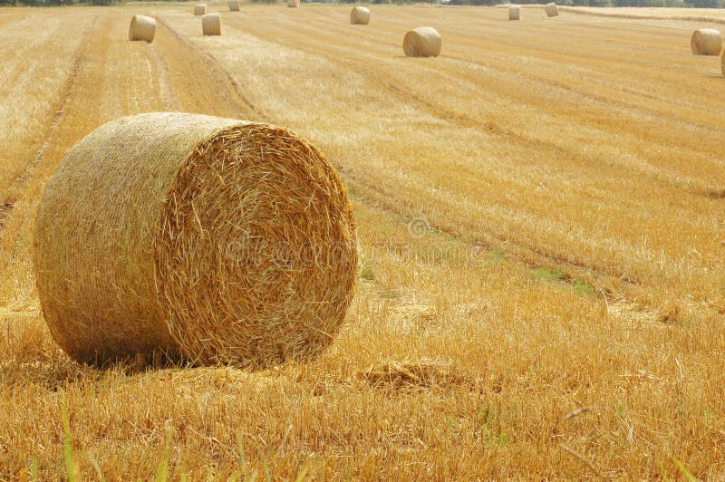 Hay bales in golden field stock photo. Image of bale - 33171580