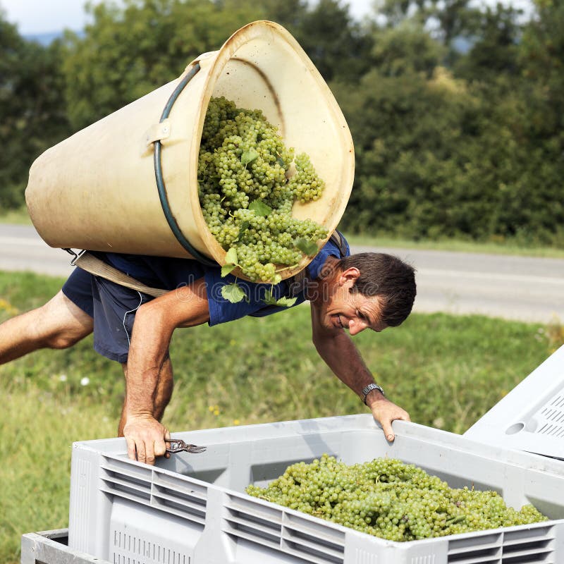 Harvesting