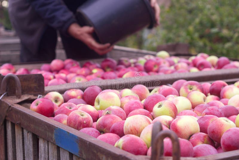 381 Honeycrisp Apples Stock Photos - Free & Royalty-Free Stock Photos from  Dreamstime