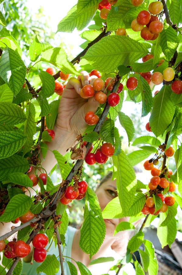 Bio ciliegie raccolta da una donna la fine di maggio.