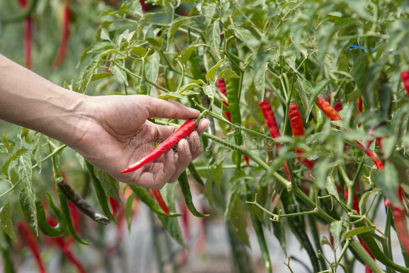 Harvesting chilli by hand stock image. Image of gourmet 76464107